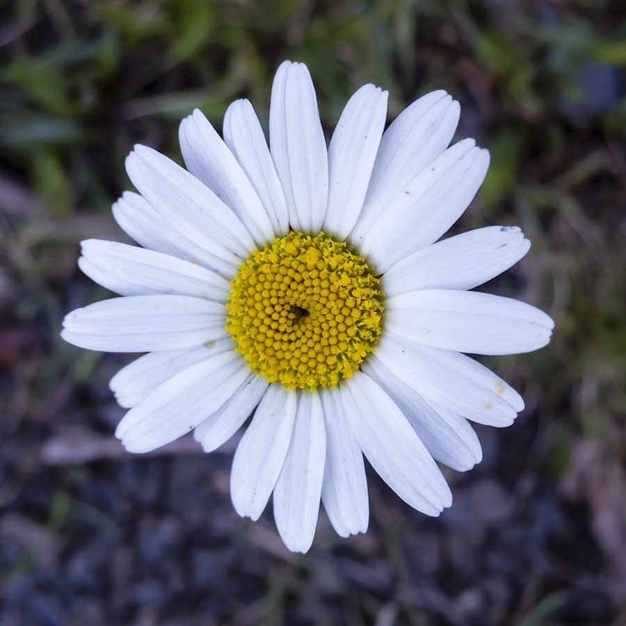 Leucanthemum pachyphyllum ?